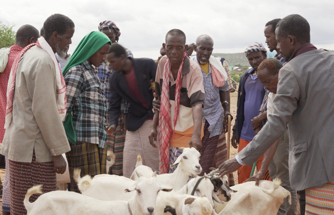 Refugees and host livestock traders in Bokolmanyo camp sell goats