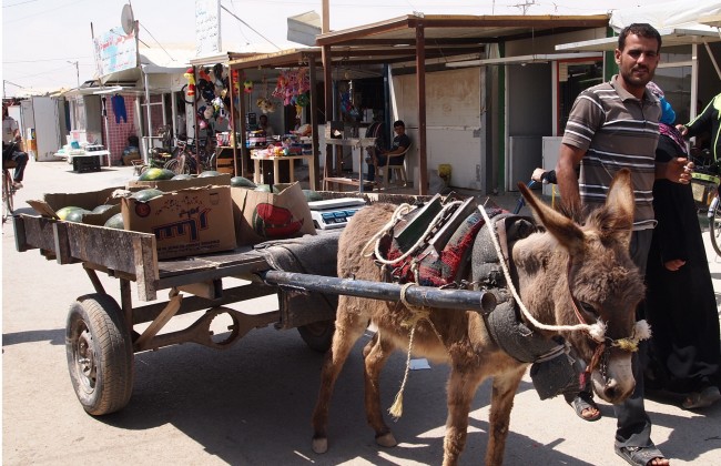 Donkey pulling cart
